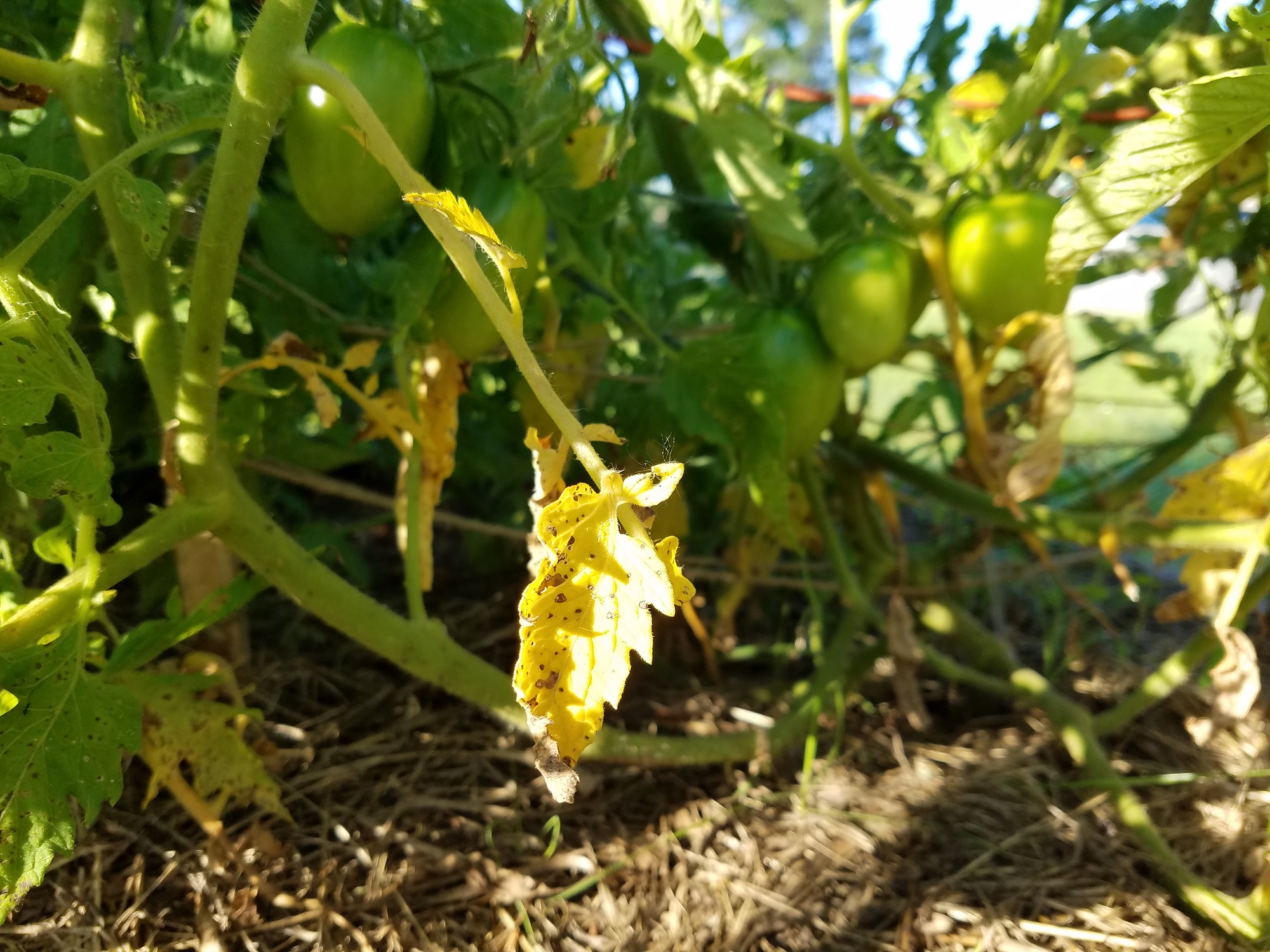 early blight